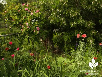 Peggy Martin rose with Maggie rose, poppies, spuria irises