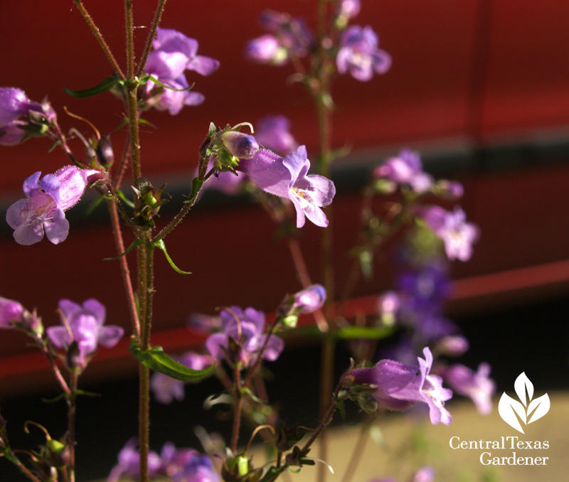 Gulf penstemon seeded in pathway near driveway