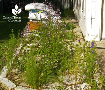 Gulf penstemon and Mexican feather grass seeded on pathway