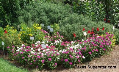 Cora and Nirvana vinca, Texas Superstar plants