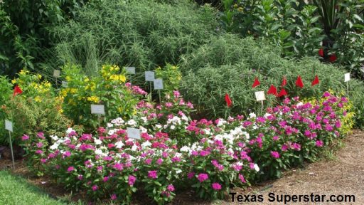 Cora and Nirvana vinca, Texas Superstar plants