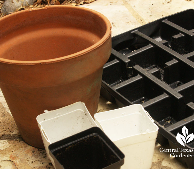 Pots to be cleaned and sterilized before planting again 