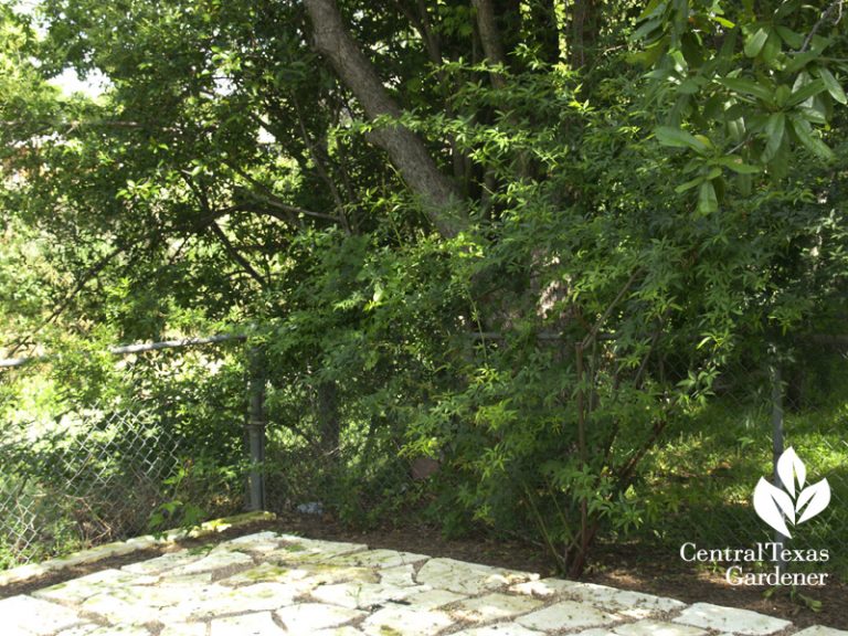 Plants that survived the Texas TwoStep Freeze and Drought Central