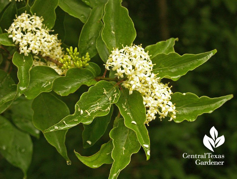 Rusty blackhaw viburnum flowers