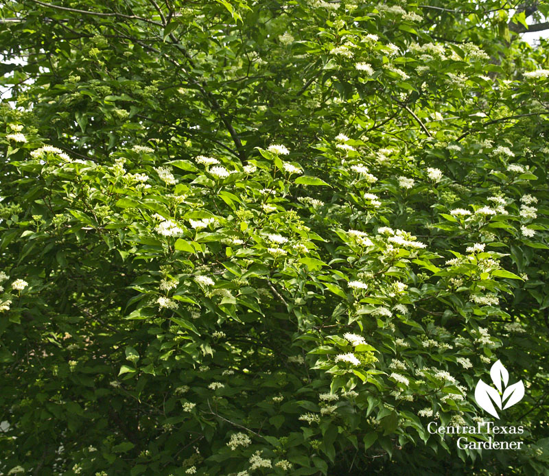 Rusty blackhaw viburnum in bloom