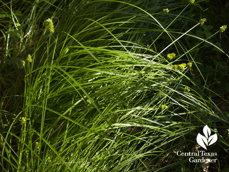 Sedge, Carex texensis