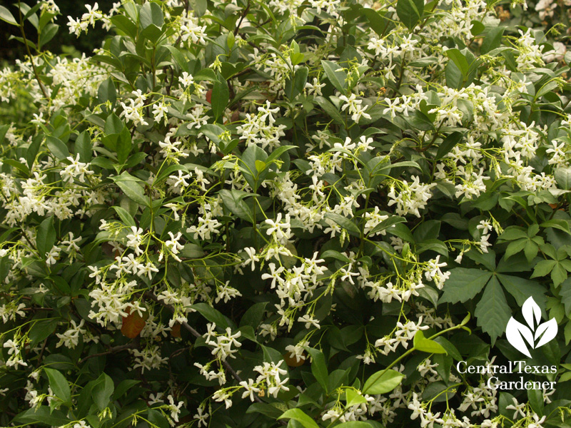 Star jasmine trained in shrub form