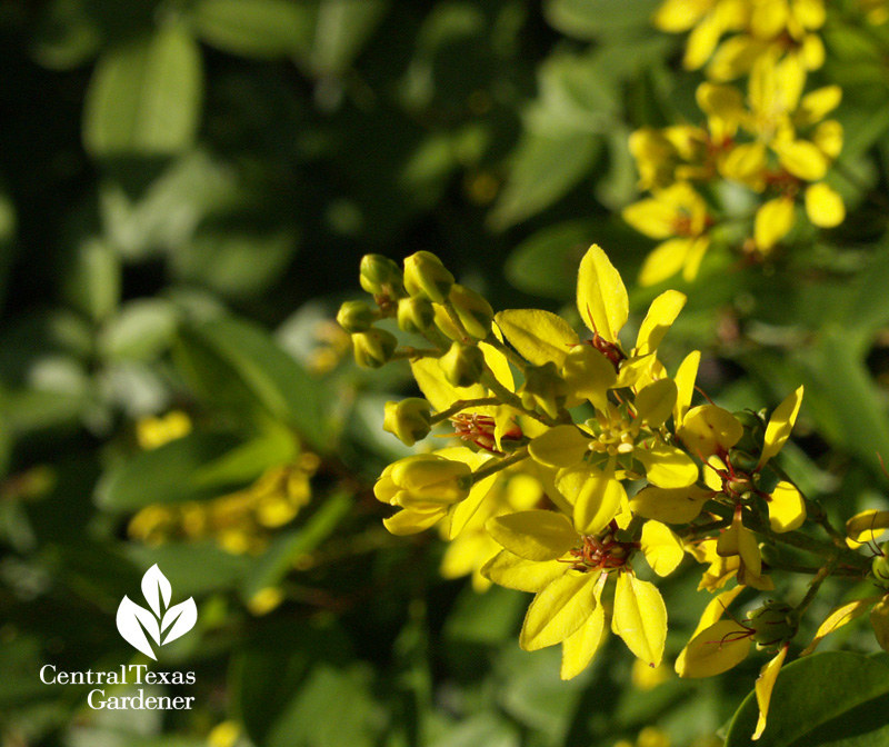 Thryallis flowers (c) Linda Lehmusvirta 