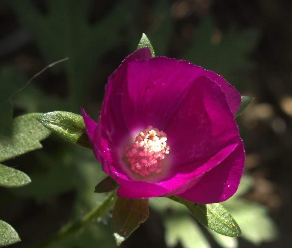 Winecup Central Texas Gardener