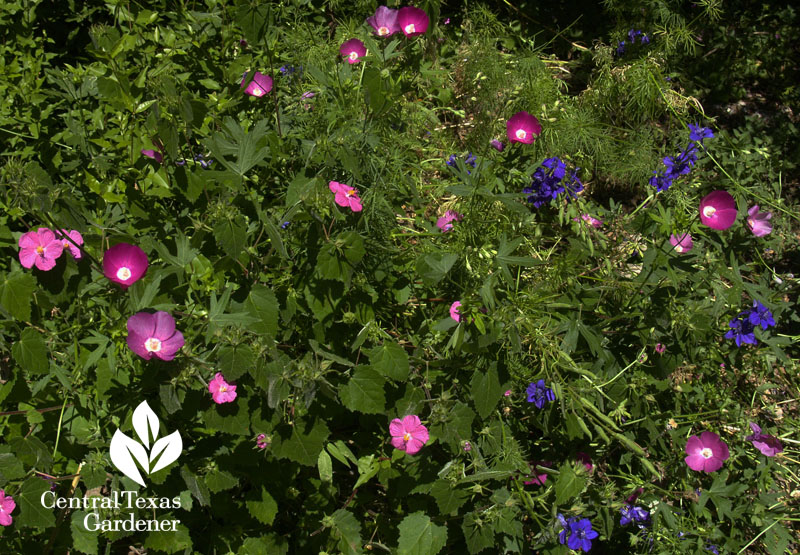 Winecups, pavonia rock rose and larkspur