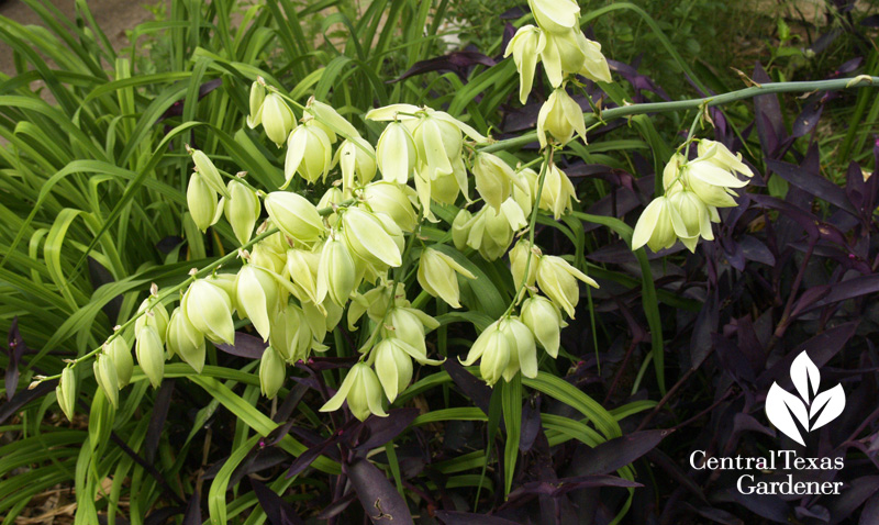 Yucca pallida flower with purple heart