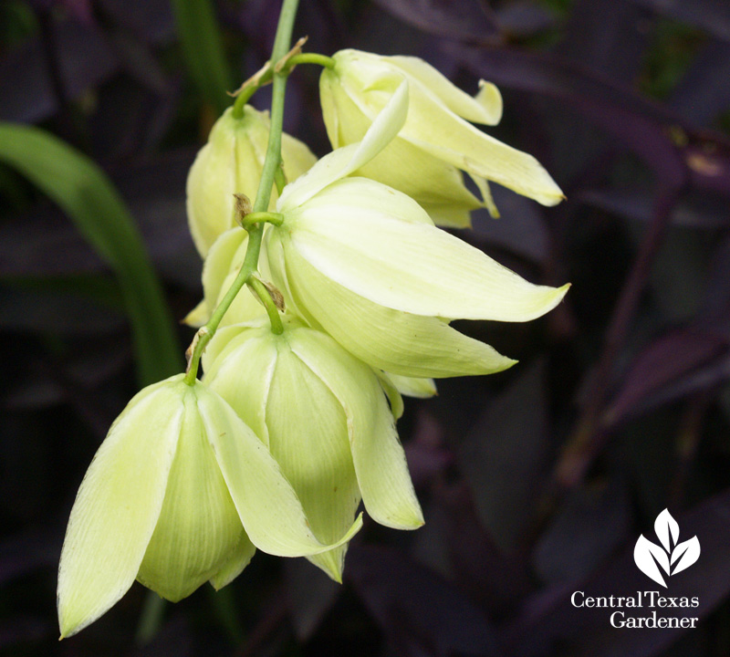 Yucca pallida flowers 