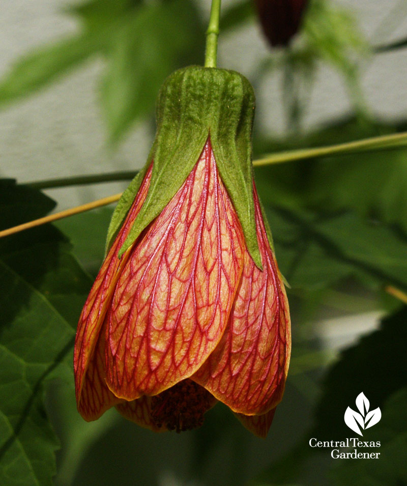 'Patrick' abutilon