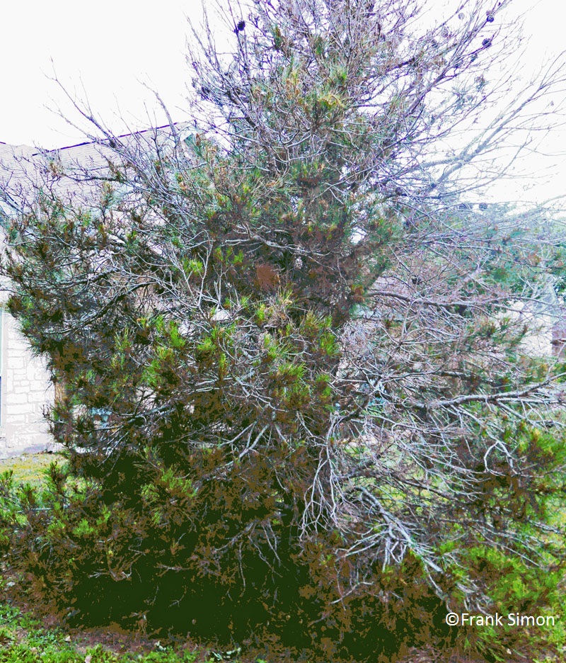 Afghan pine dying