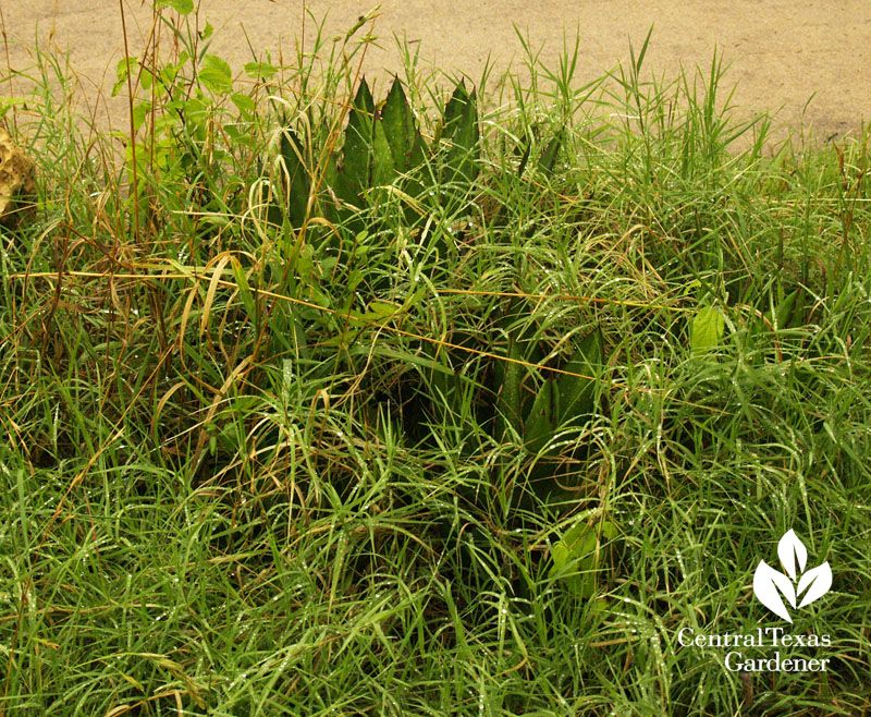 Agave smothered by bermuda grass