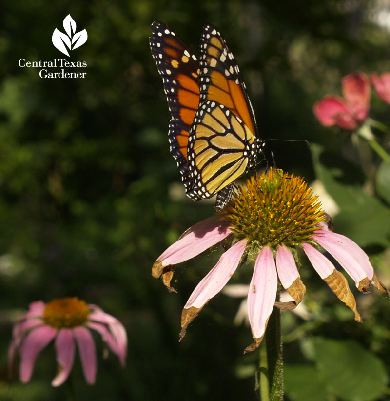 Monarch butterfly on coneflower