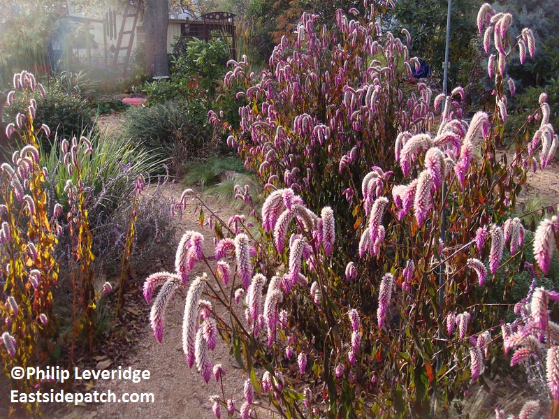 Celosia spictata 'Flamingo Feather' (c) eastsidepatch.com