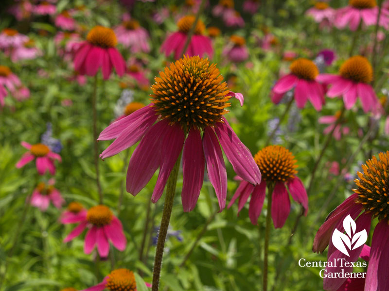 Coneflower Echinachea purpurea