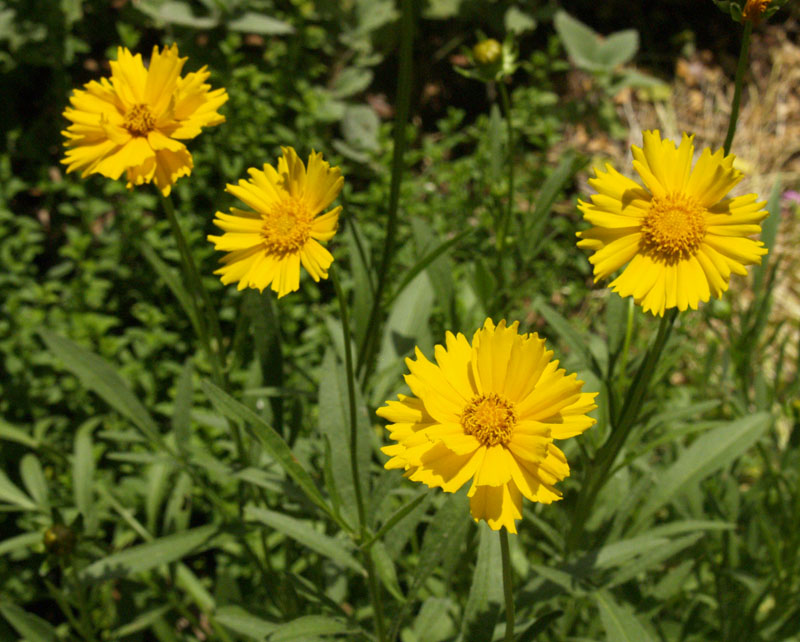 Coreopsis lanceolata