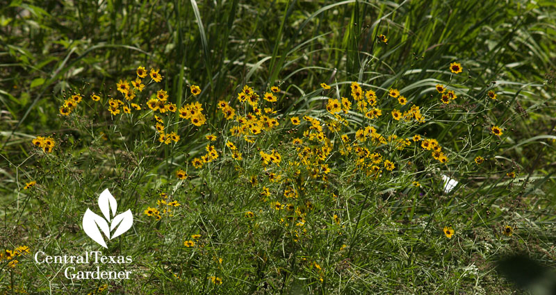 Coreopsis tinctoria east Austin 