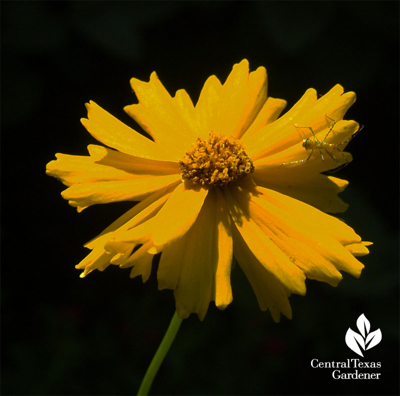 Coreopsis lanceolata