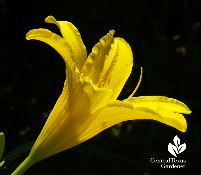 Yellow daylily