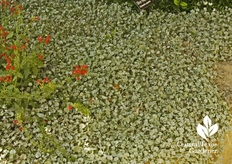 Silver ponyfoot (Dichondra argentea) with Texas betony