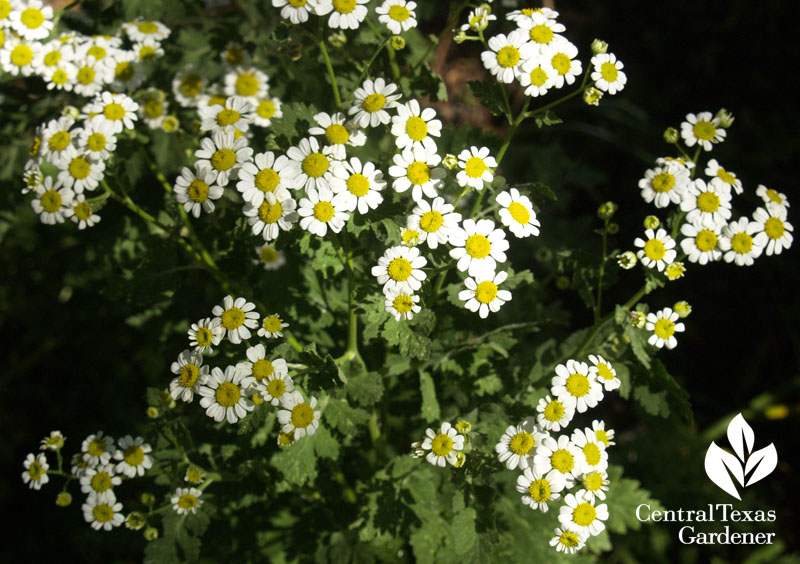 Feverfew flowers