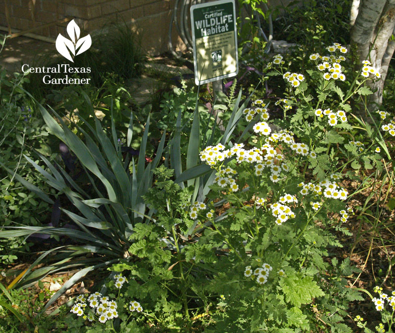 Feverfew with Yucca rupicola x pallida