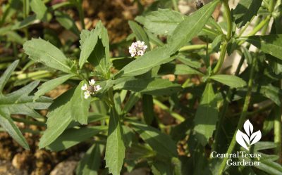 frogfruit flowers