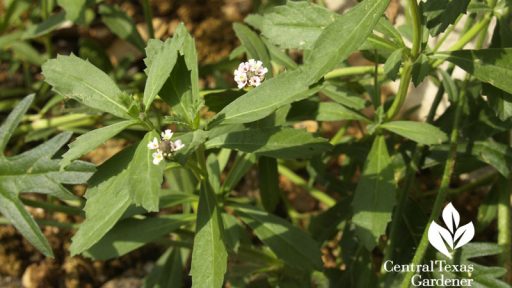 frogfruit flowers