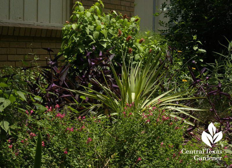 Linda's front garden bed for wildlife 