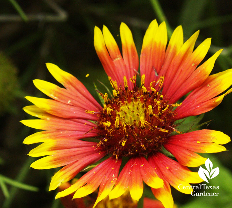 Mexican blanket Gaillardia pulchella