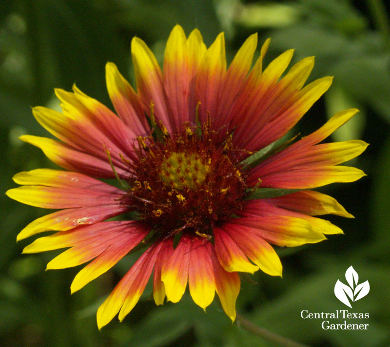 Indian blanket Gaillardia pulchella