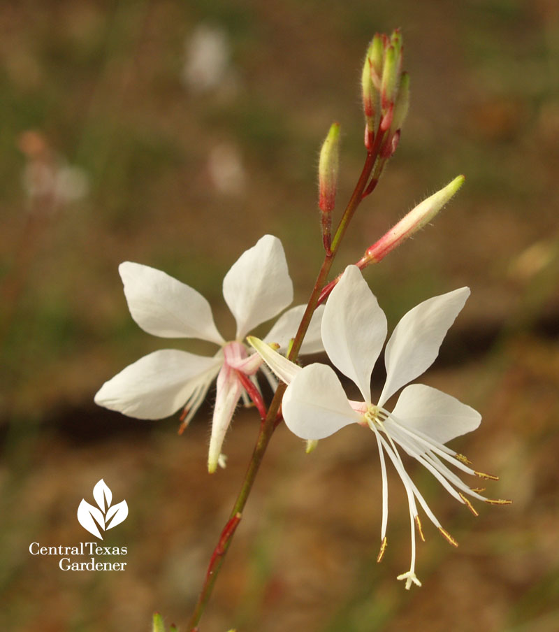 Gaura lindheimeri