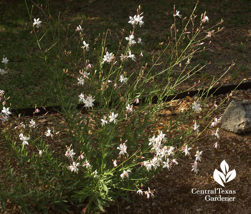 Gaura lindheimeri