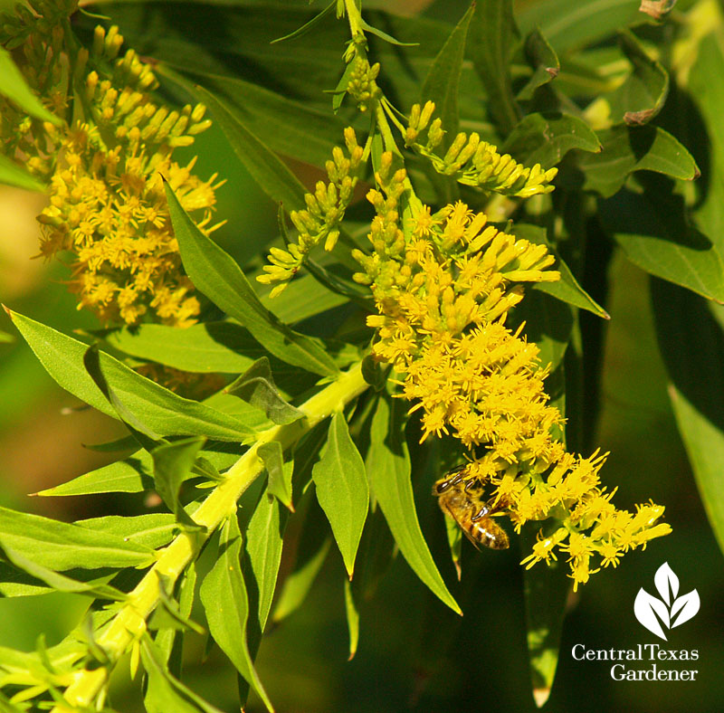 Goldenrod with bee