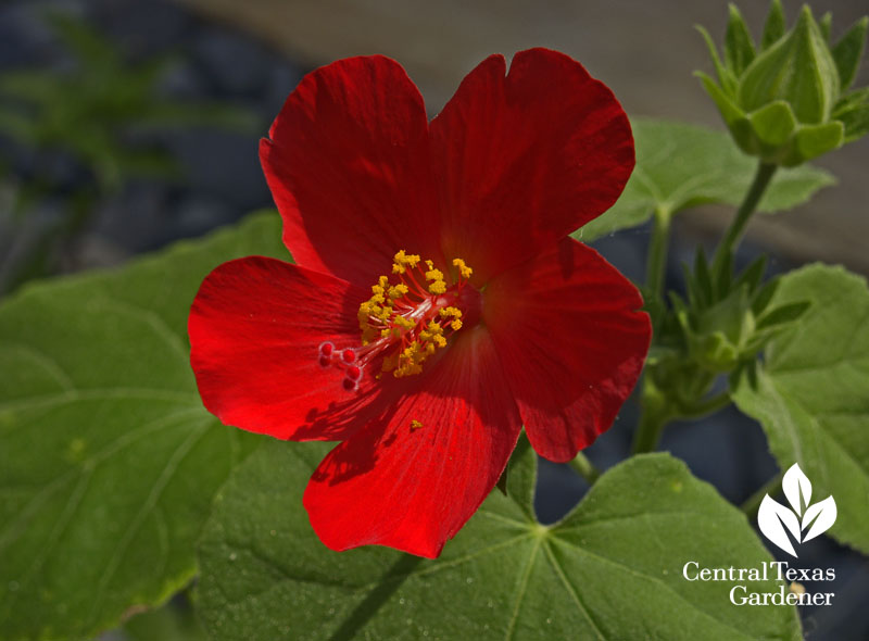 Hibiscus martianus (c) Linda Lehmusvirta