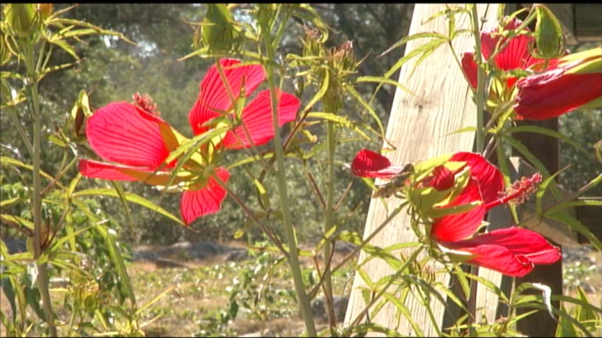 Texas Star hibiscus at Natural Bridge Caverns 