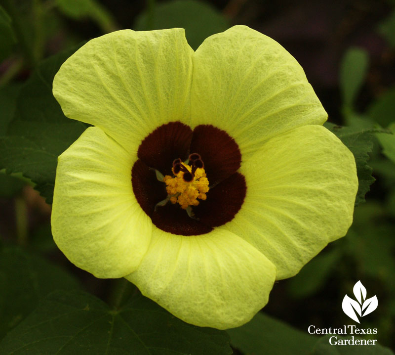 Lemon yellow rosemallow (Hibiscus calyphyllus)