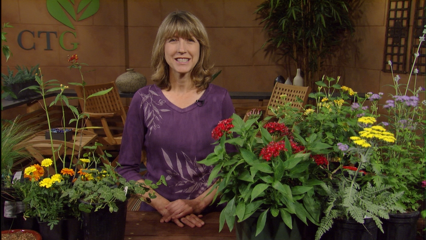 Butterfly plants Lyda Guz The Natural Gardener 