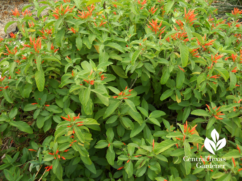 Mexican honeysuckle (Justicia spicigera) in Pfugerville Texas