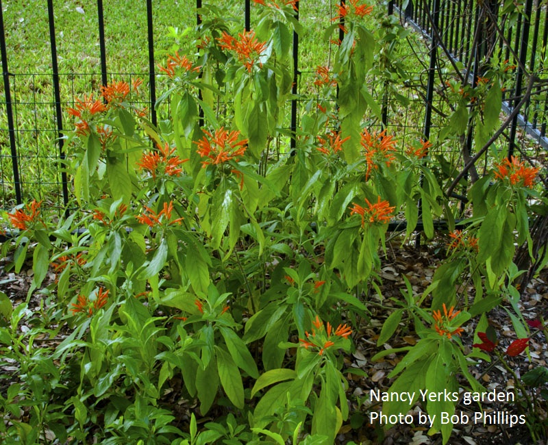 Mexican honeysuckle Justicia spicigera Georgetown Texas 