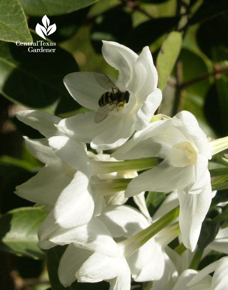 Narcissus with bee