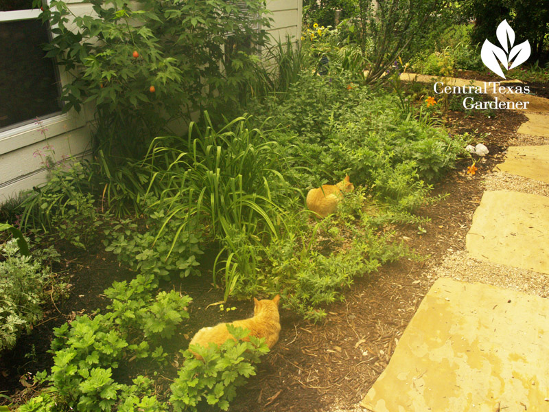 Orange cats with orange flowers