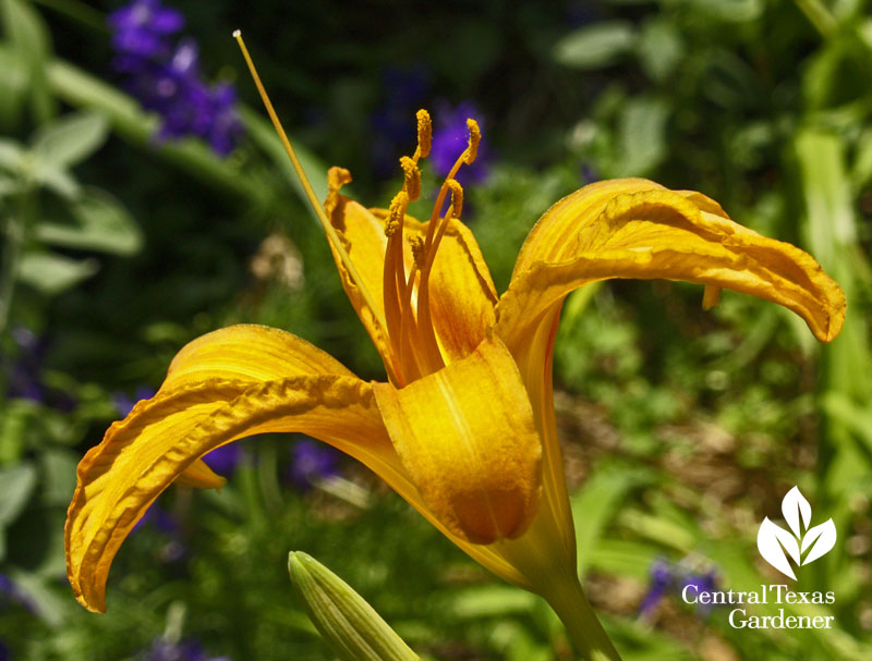 Tawny daylily