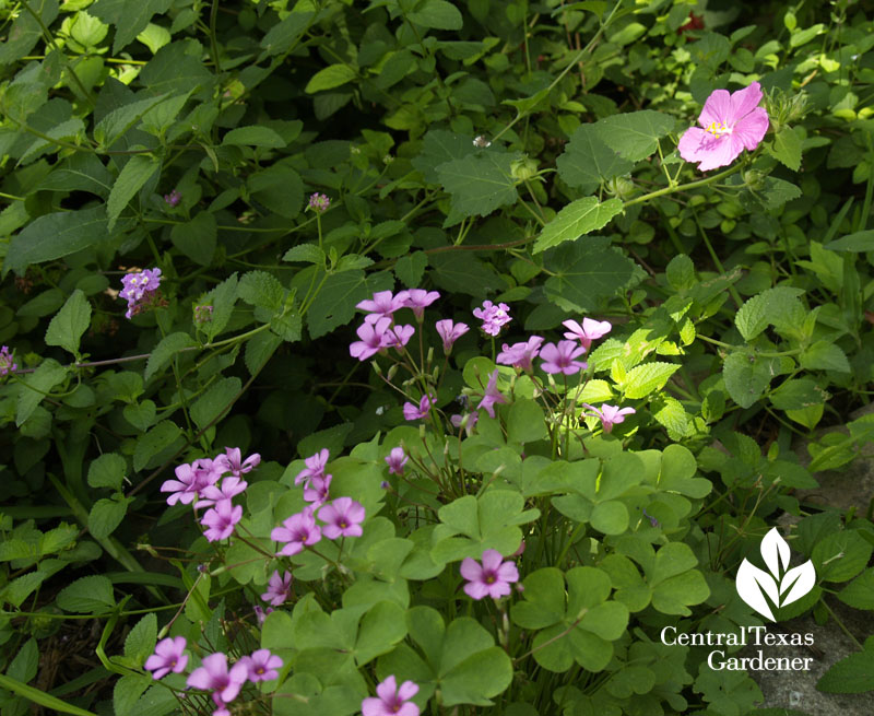 Rock rose and oxalis