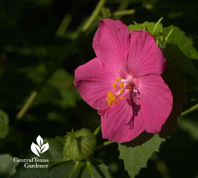 Rock rose Pavonia lasiopetela 