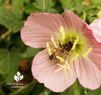 Pink Evening primrose with bee