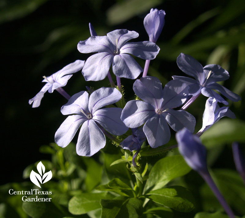 Plumbago auriculata